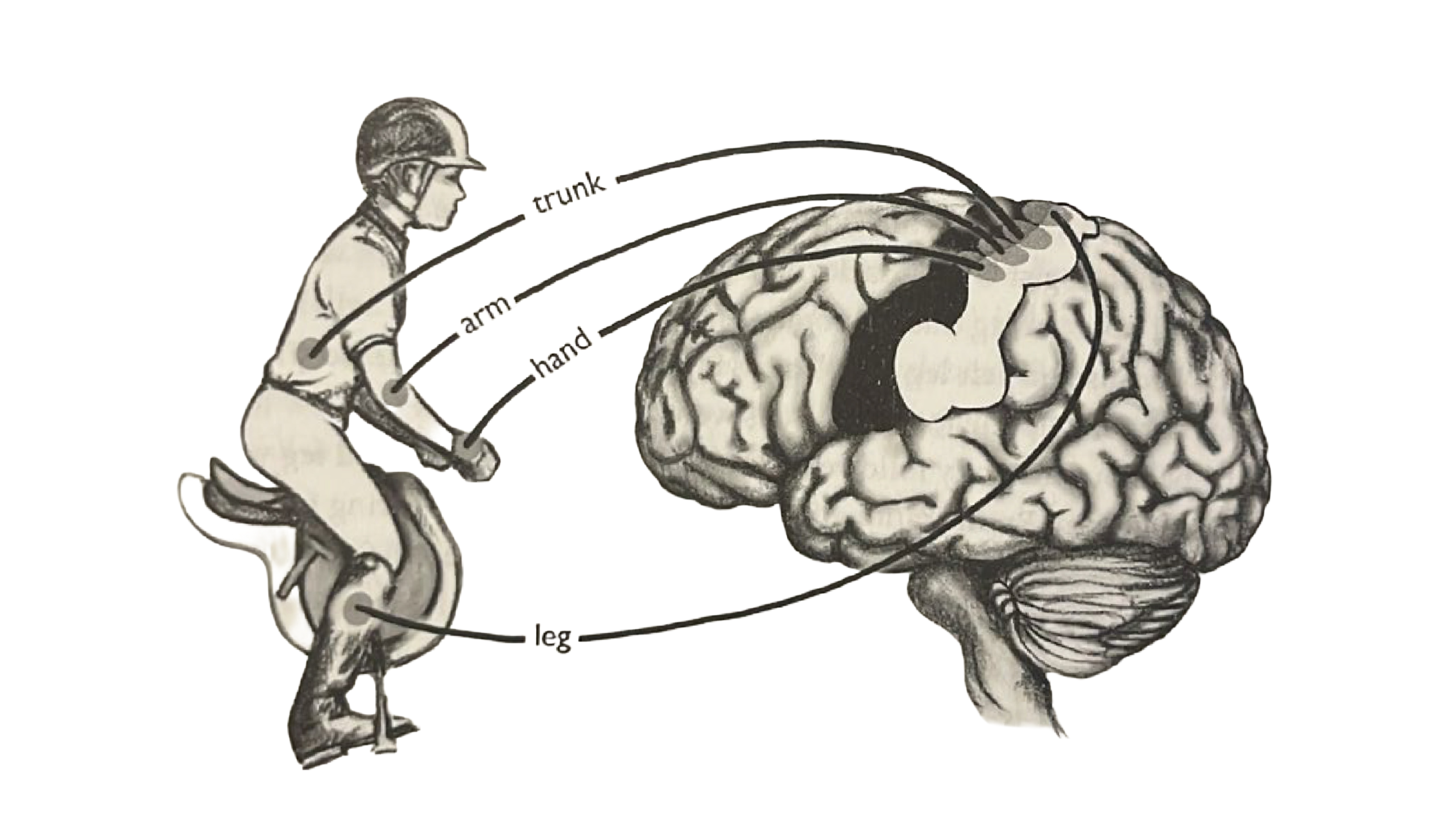 Proprioception and rein communication